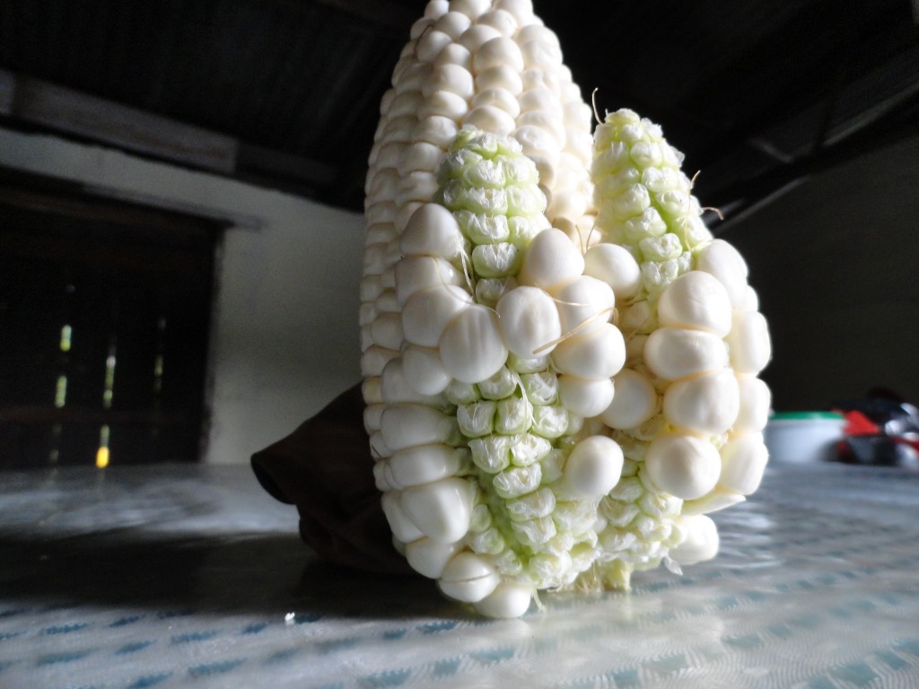 Foto: Maiz - Shell (Pastaza), Ecuador