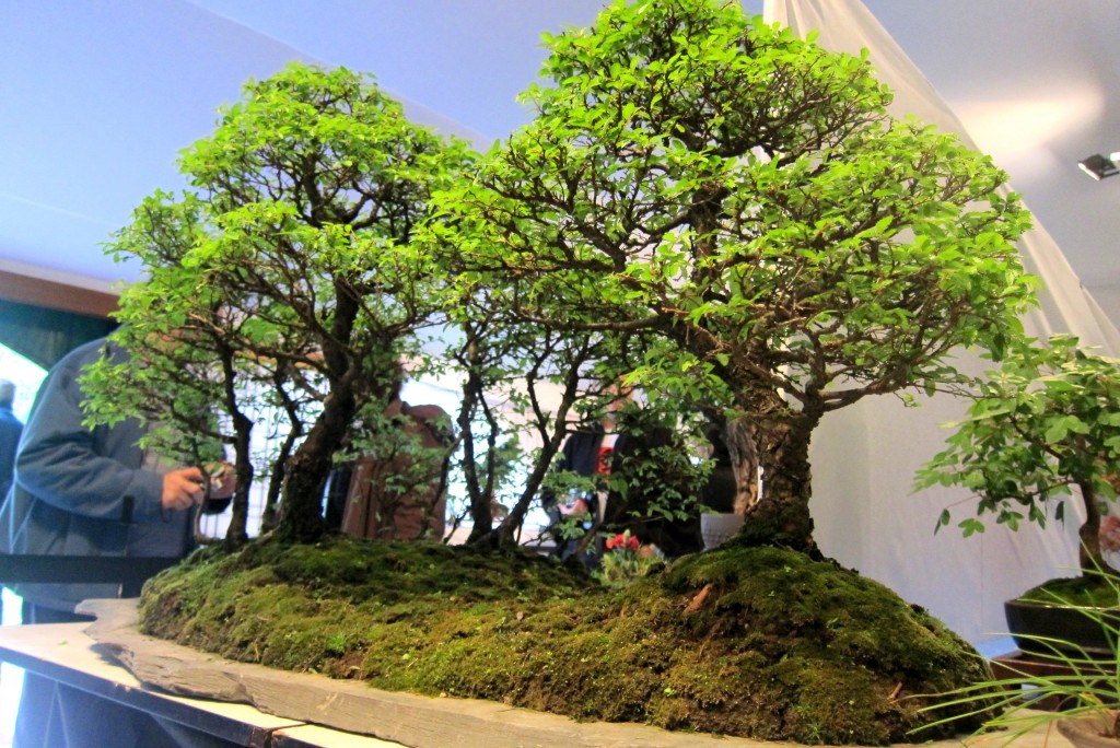 Foto: Jardín japonés: Exposición de bonsai - Ciudad Autónoma de Buenos Aires (Buenos Aires), Argentina