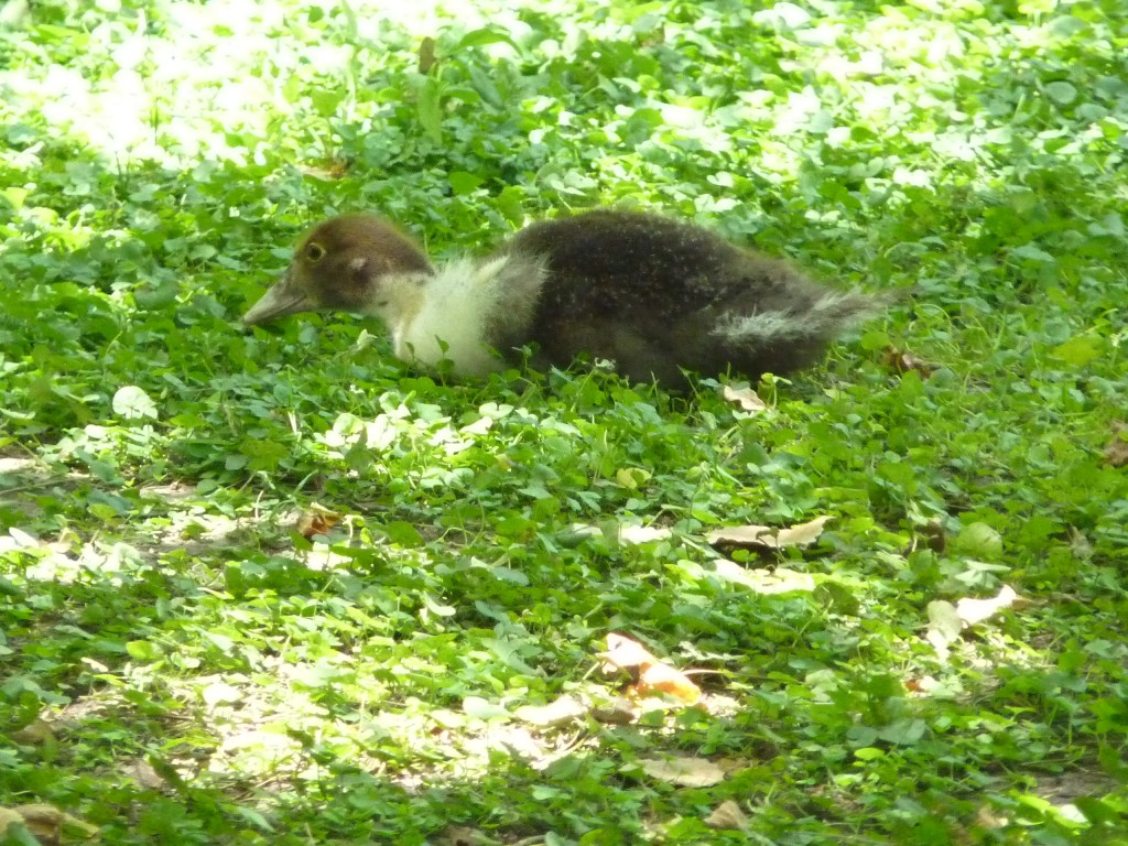 Foto: Casa de campo - Carlos Keen (Buenos Aires), Argentina