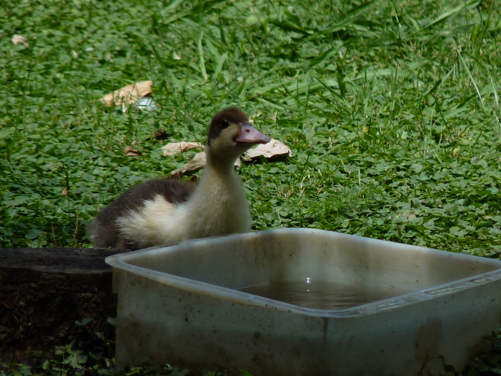 Foto: Casa de campo - Carlos Keen (Buenos Aires), Argentina