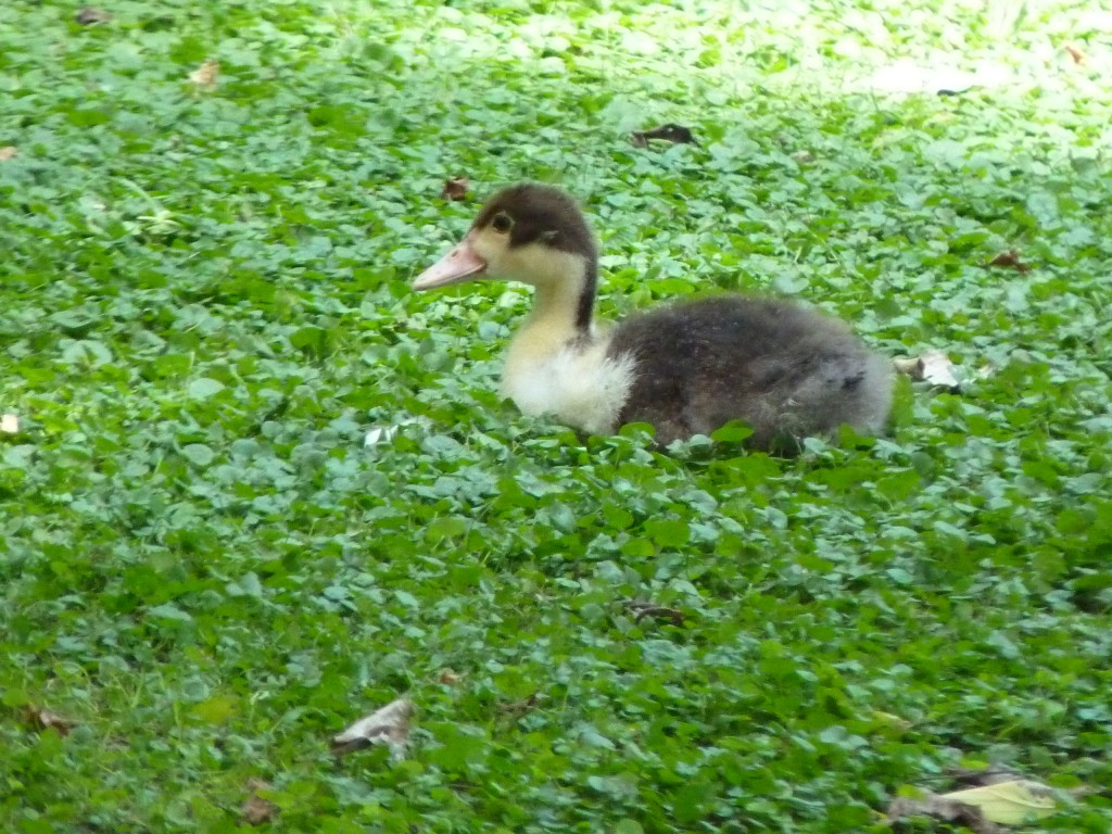 Foto: Casa de campo - Carlos Keen (Buenos Aires), Argentina