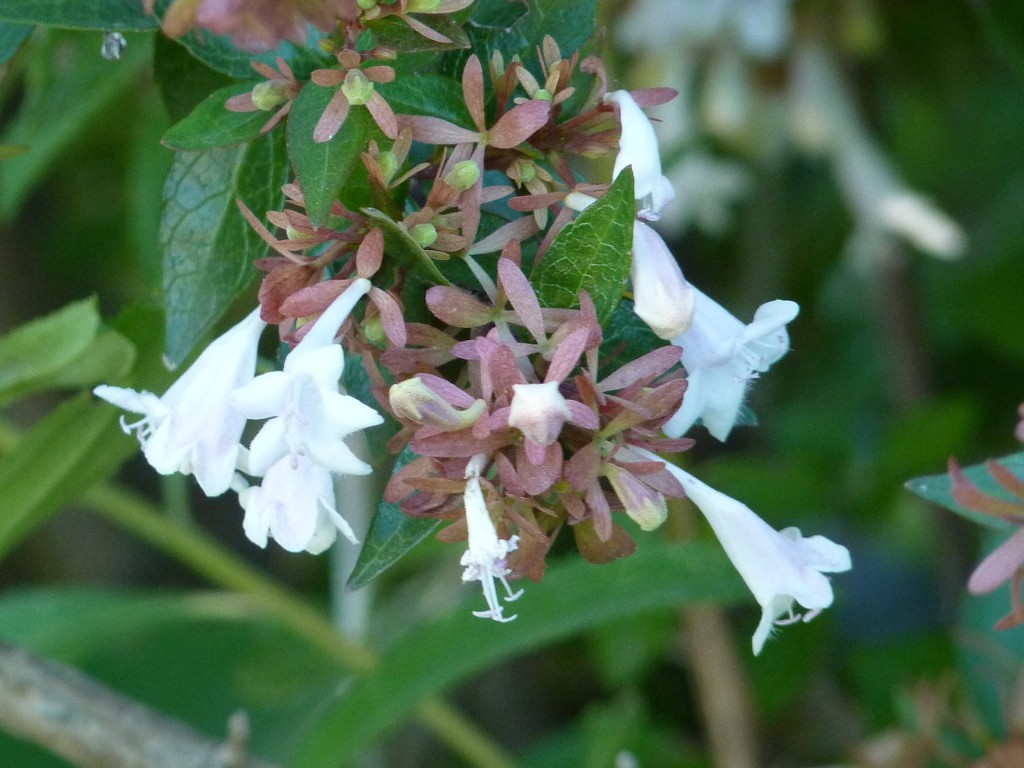 Foto: Estación - Carlos Keen (Buenos Aires), Argentina