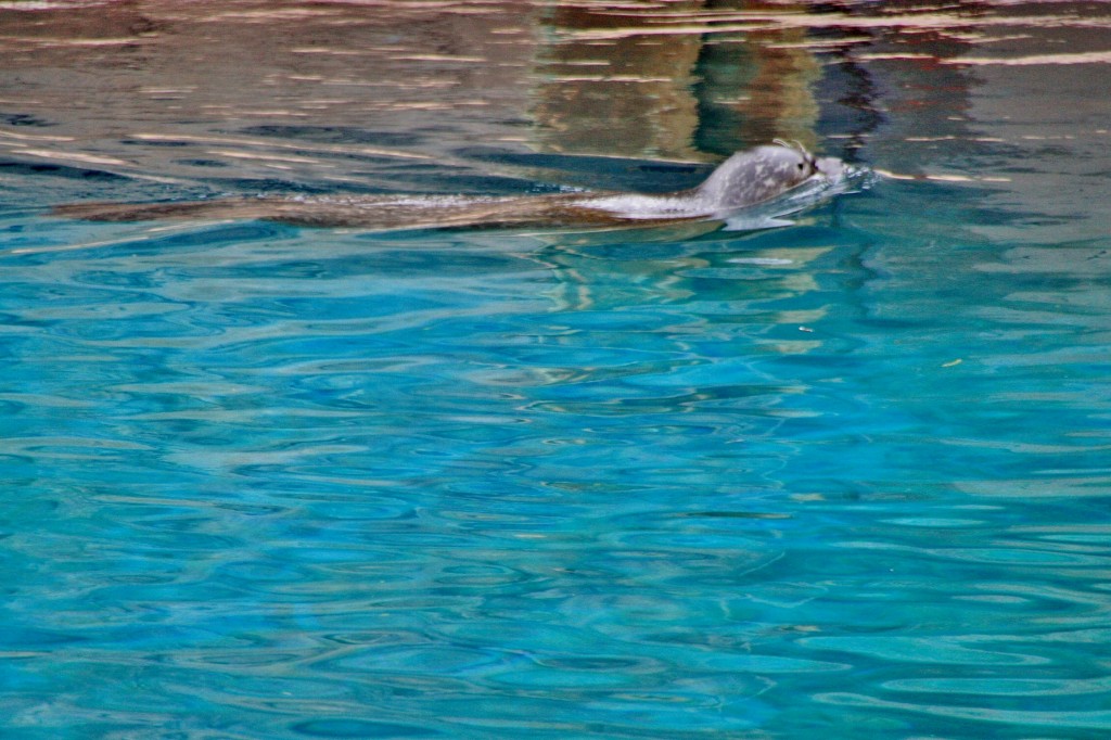 Foto: Faunia - Madrid (Comunidad de Madrid), España