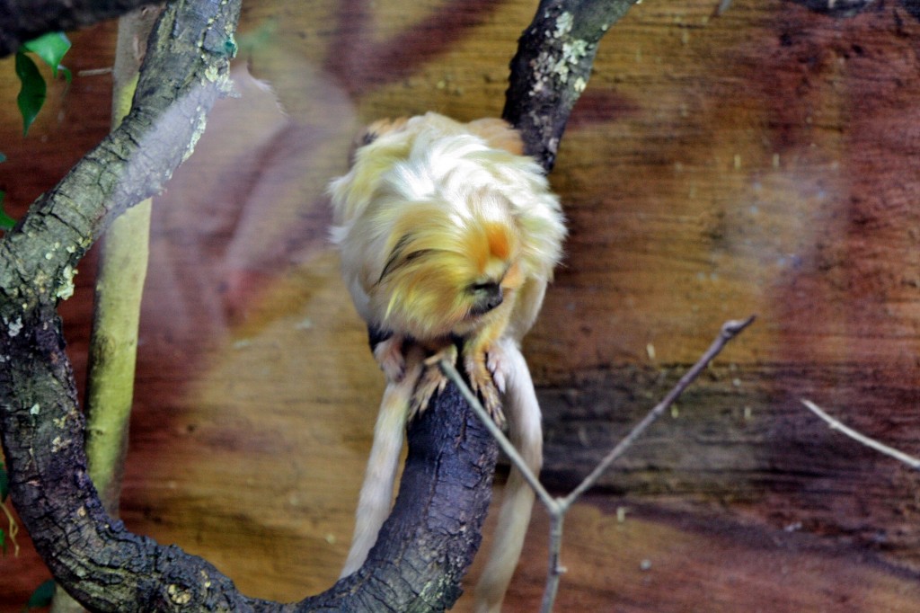 Foto: Faunia - Madrid (Comunidad de Madrid), España