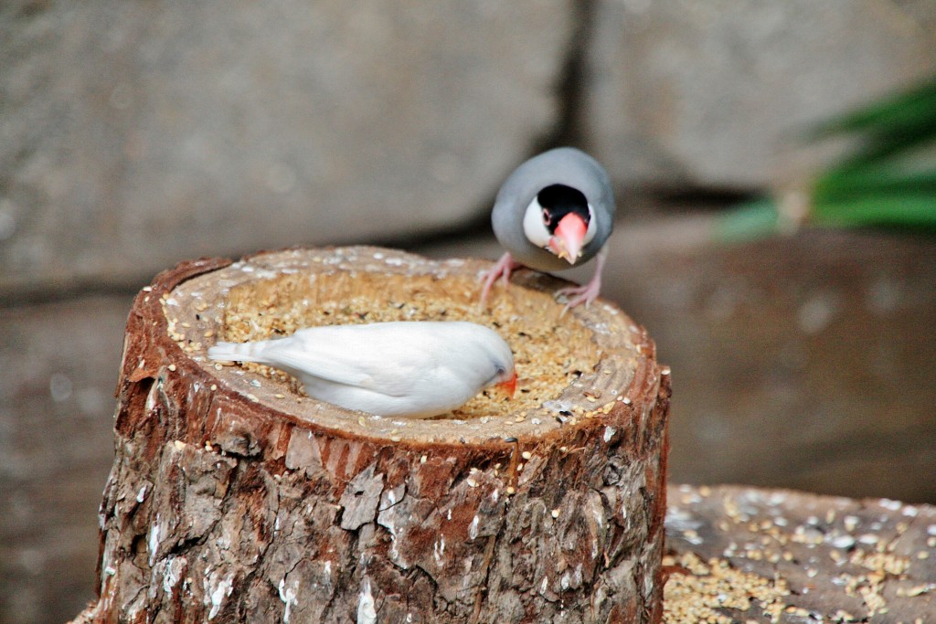 Foto: Faunia - Madrid (Comunidad de Madrid), España