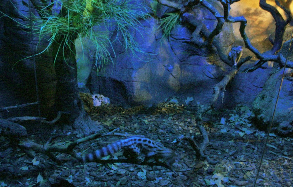 Foto: Faunia - Madrid (Comunidad de Madrid), España