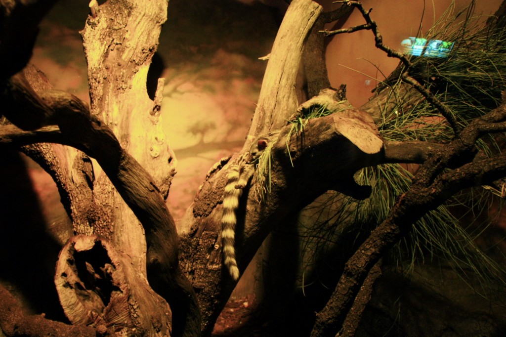 Foto: Faunia - Madrid (Comunidad de Madrid), España