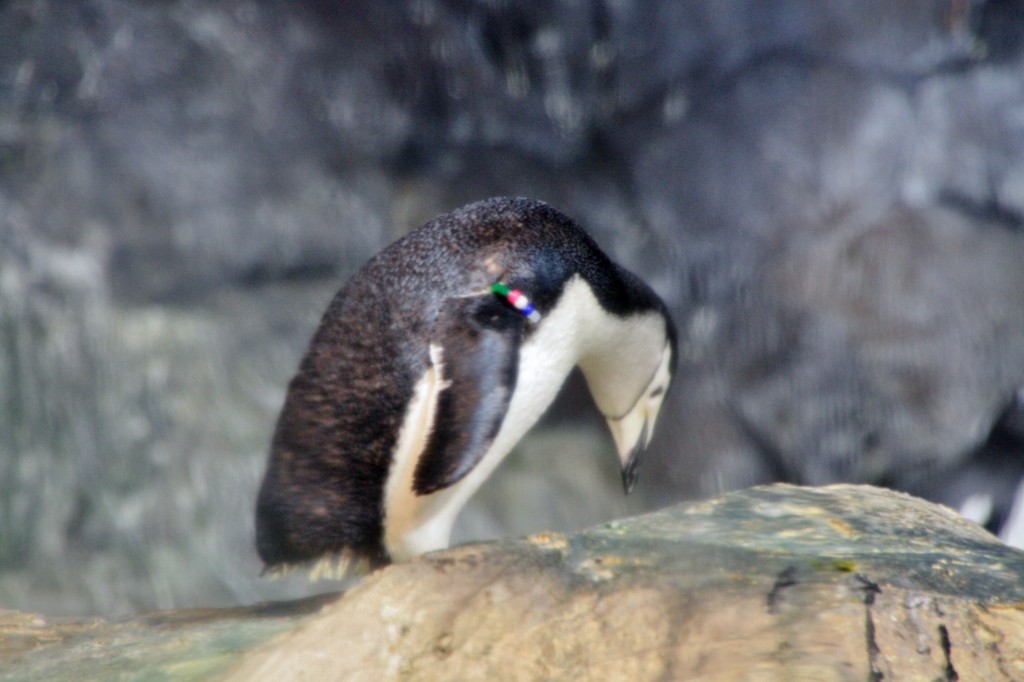 Foto: Faunia - Madrid (Comunidad de Madrid), España