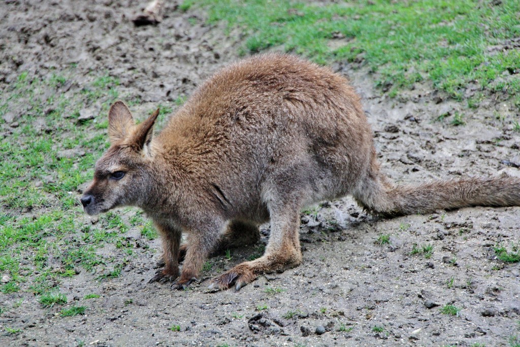 Foto: Faunia - Madrid (Comunidad de Madrid), España