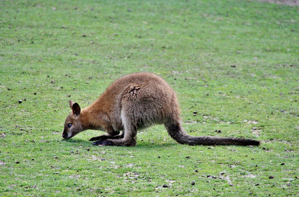 Foto: Faunia - Madrid (Comunidad de Madrid), España