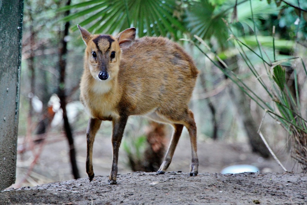 Foto: Faunia - Madrid (Comunidad de Madrid), España