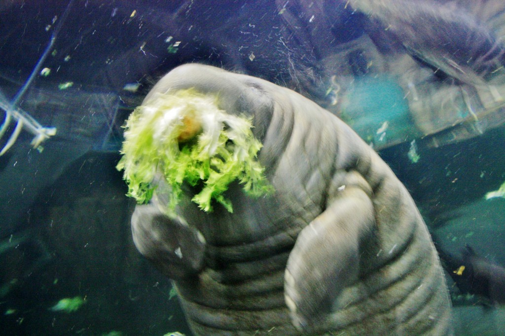 Foto: Faunia - Madrid (Comunidad de Madrid), España