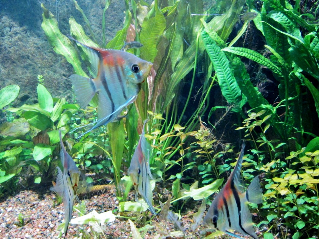 Foto: Faunia - Madrid (Comunidad de Madrid), España