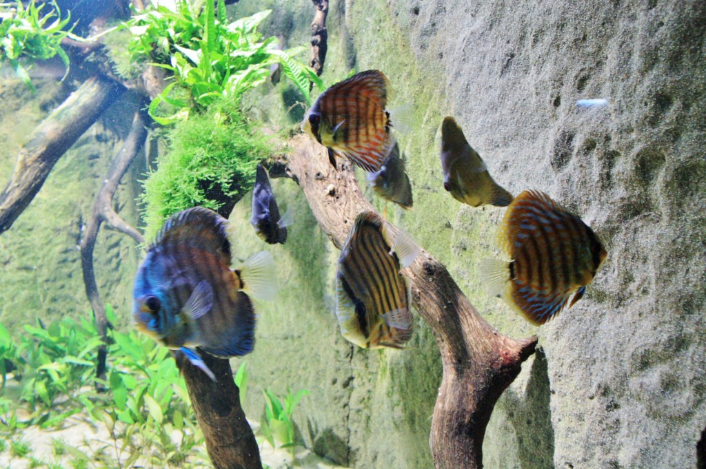 Foto: Faunia - Madrid (Comunidad de Madrid), España