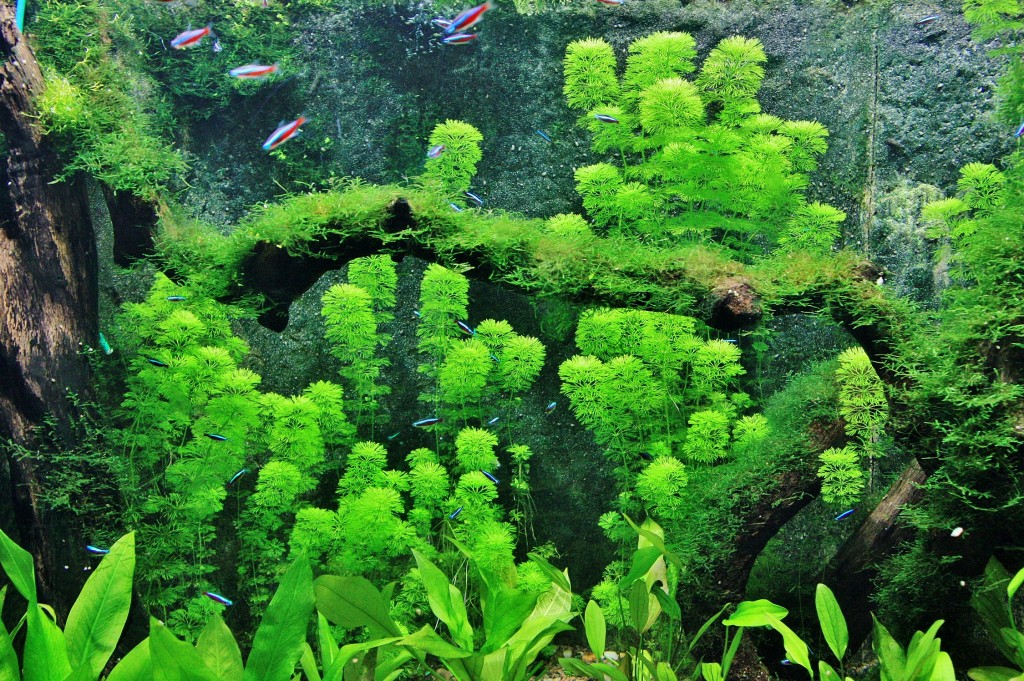 Foto: Faunia - Madrid (Comunidad de Madrid), España