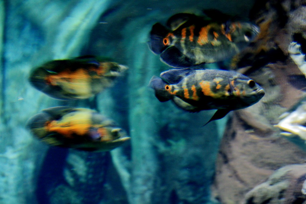 Foto: Faunia - Madrid (Comunidad de Madrid), España