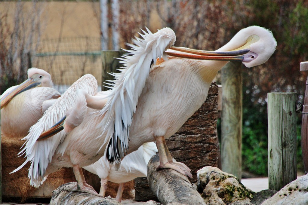 Foto: Faunia - Madrid (Comunidad de Madrid), España