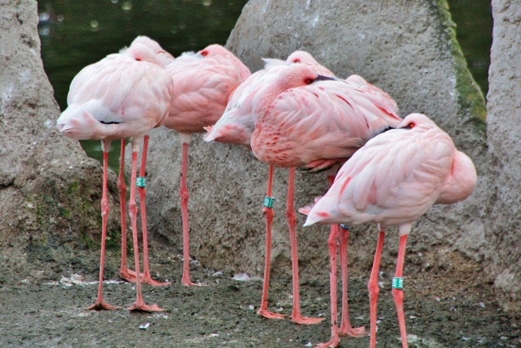 Foto: Faunia - Madrid (Comunidad de Madrid), España