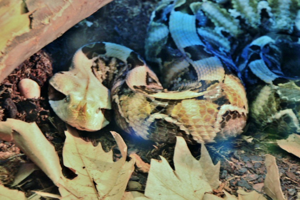 Foto: Faunia - Madrid (Comunidad de Madrid), España