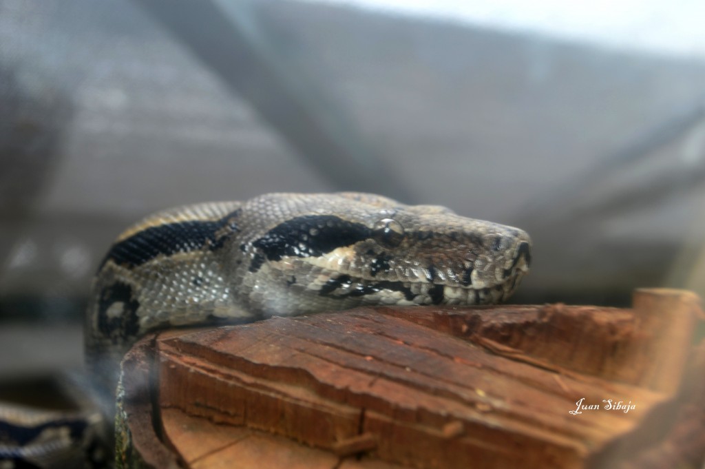 Foto de Gracia (Alajuela), Costa Rica