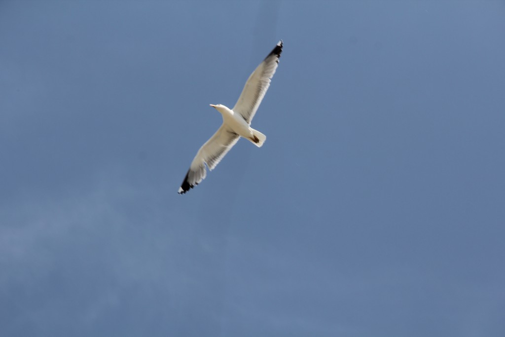 Foto de Puerto de Santa María (Cádiz), España