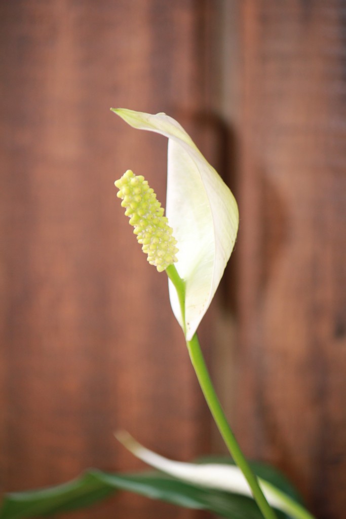 Foto: La Manti - La Grita (Táchira), Venezuela