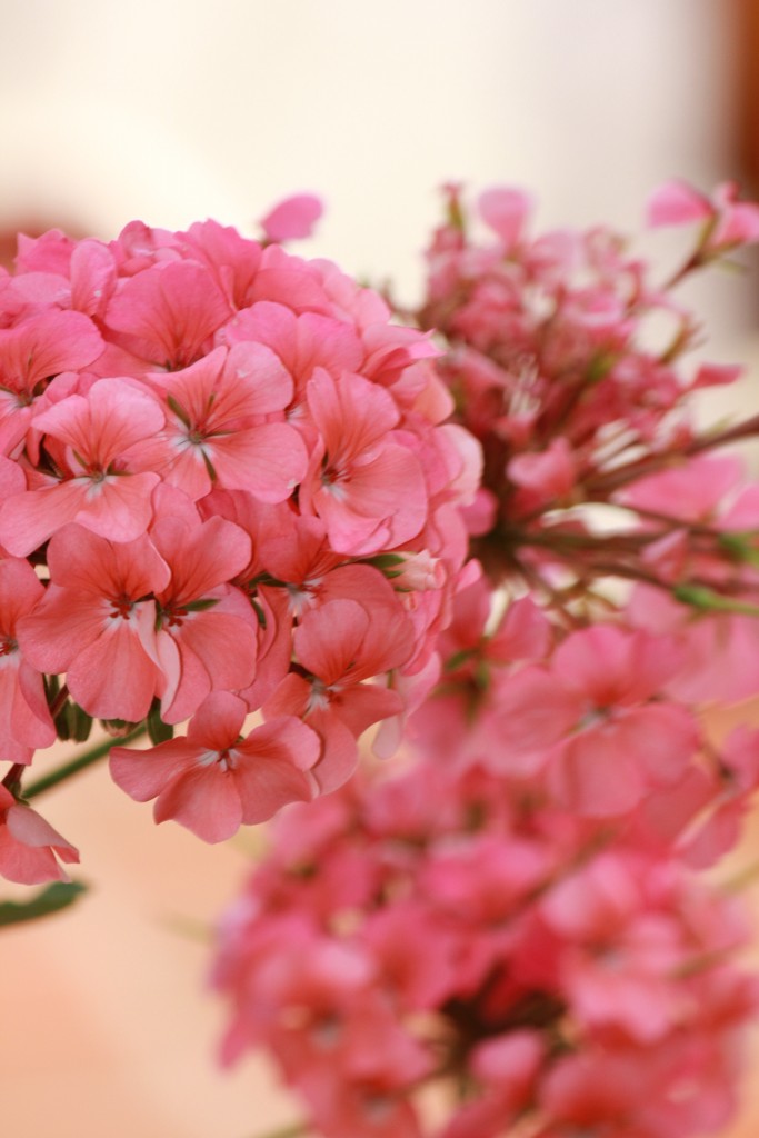 Foto: Matrimonio - La Grita (Táchira), Venezuela