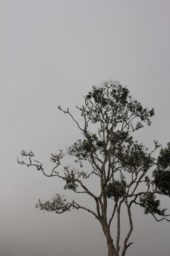 Foto: Arbol - Municipio Jauregui (Táchira), Venezuela