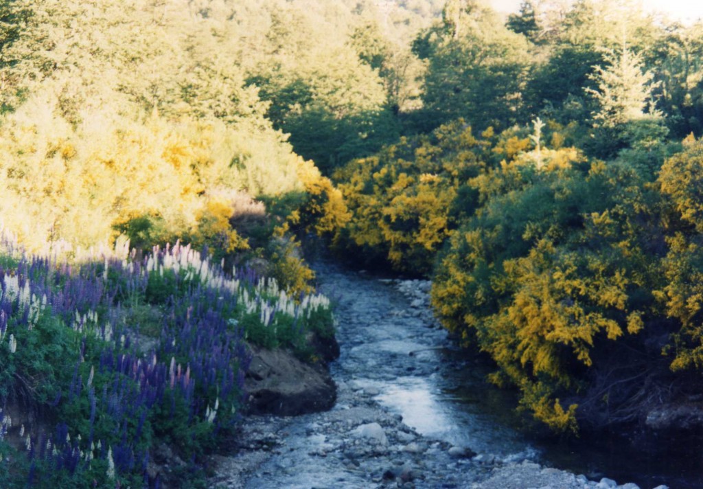 Foto: Cerro Bayo - Villa La Angostura, Argentina