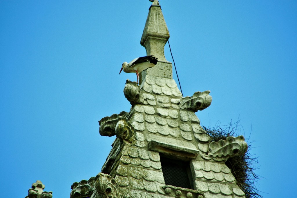 Foto: Cigüeñas - Torrelaguna (Madrid), España