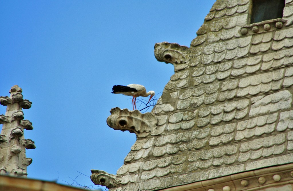 Foto: Cigüeña - Torrelaguna (Madrid), España