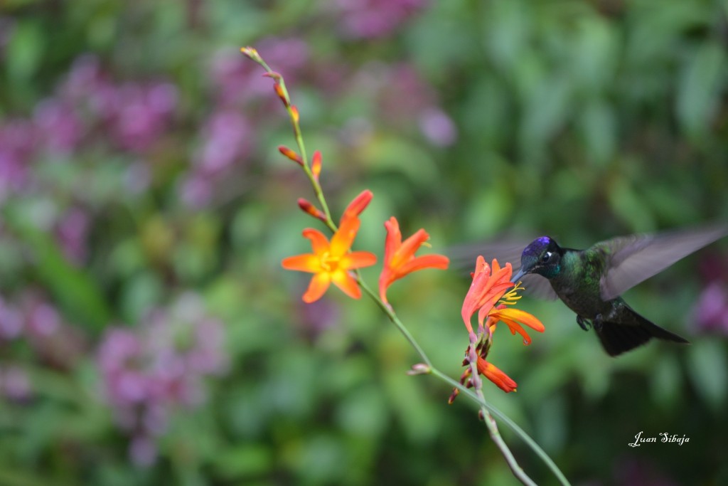 Foto: COLIBRIES - Cerro De La Muerte (San José), Costa Rica