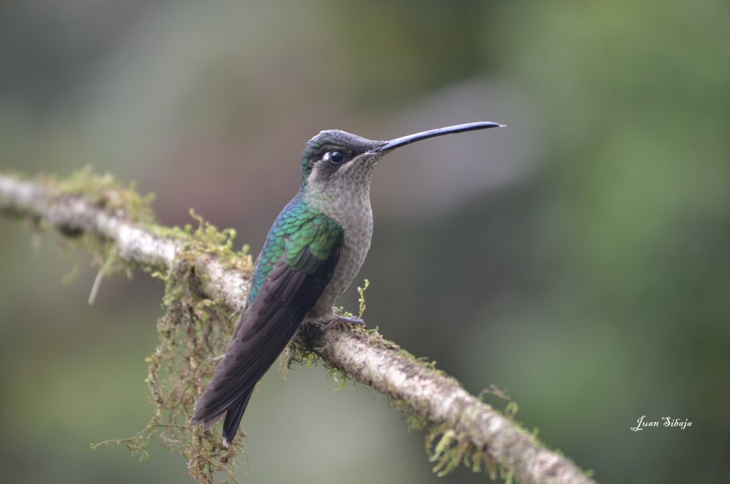 Foto: COLIBRIES - Cerro De La Muerte (San José), Costa Rica