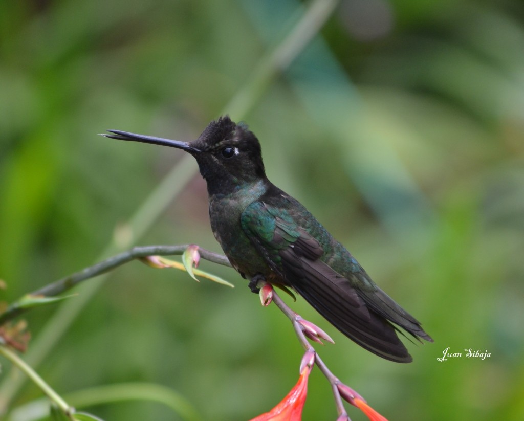 Foto: COLIBRIES - Cerro De La Muerte (San José), Costa Rica