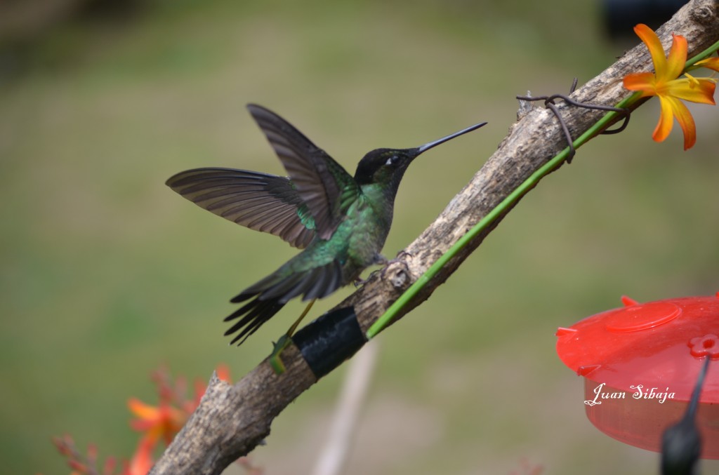 Foto: COLIBRIES - Cerro De La Muerte (San José), Costa Rica