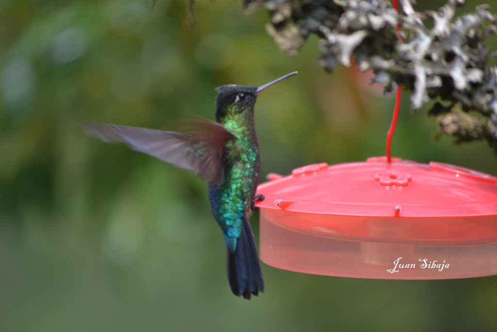 Foto: COLIBRIES - Cerro De La Muerte (San José), Costa Rica