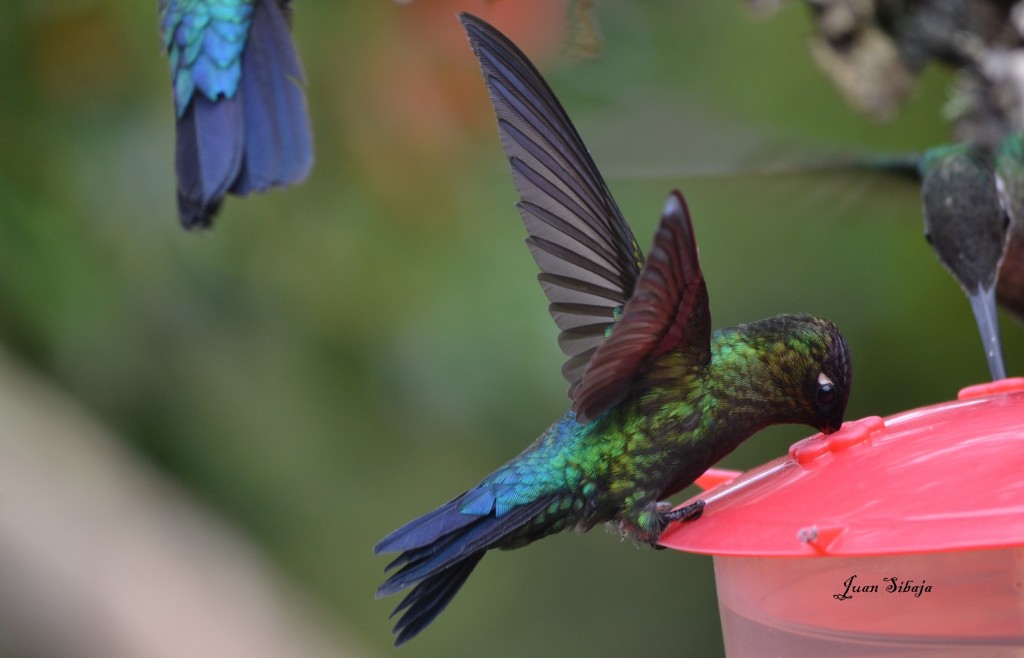 Foto: COLIBRIES - Cerro De La Muerte (San José), Costa Rica