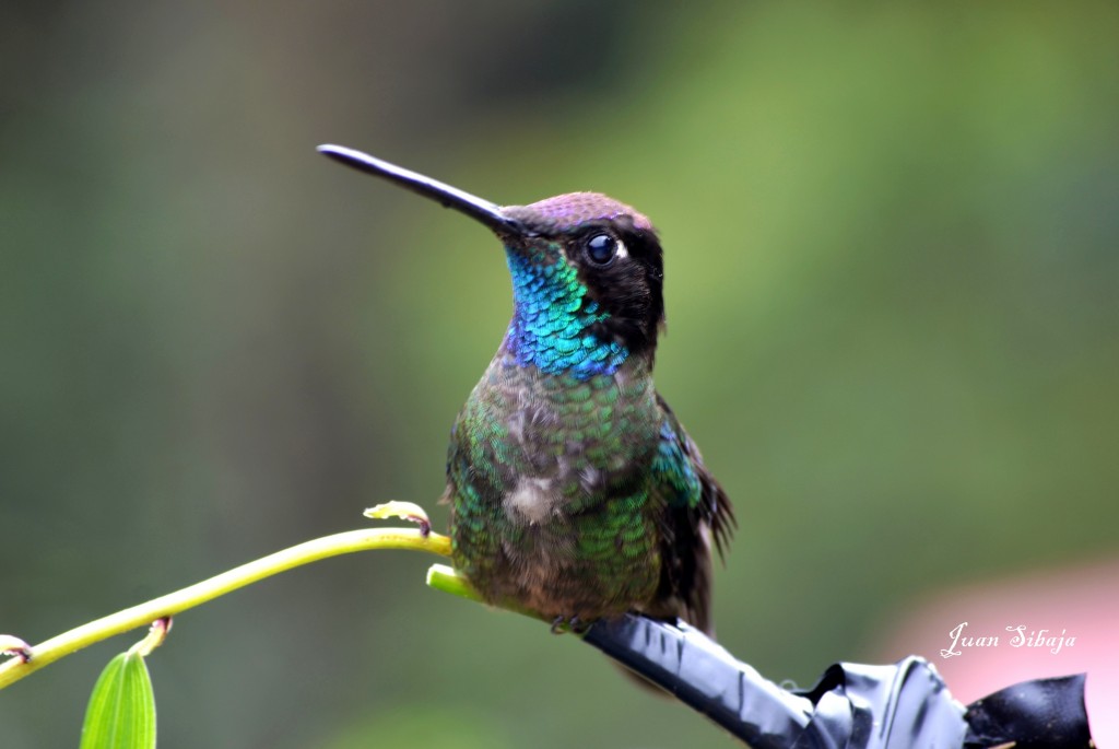 Foto: COLIBRIES - Cerro De La Muerte (San José), Costa Rica
