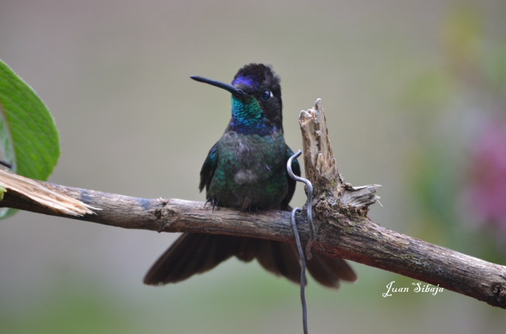Foto: COLIBRIES - Cerro De La Muerte (San José), Costa Rica