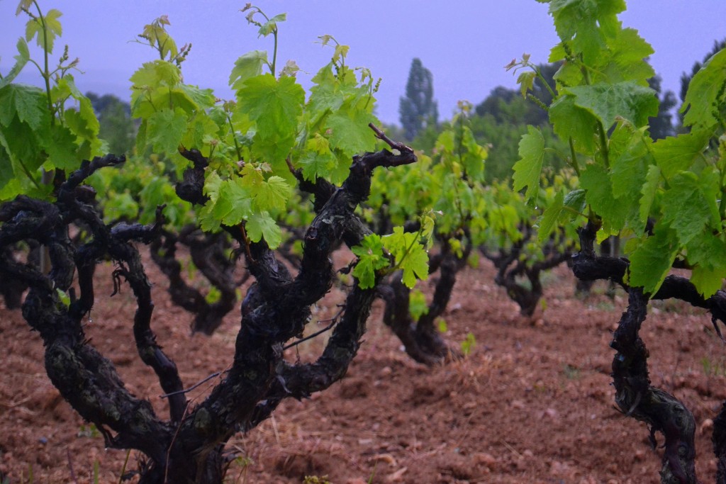 Foto: Viña despues de la lluvia. - Torrelles de Foix (Barcelona), España