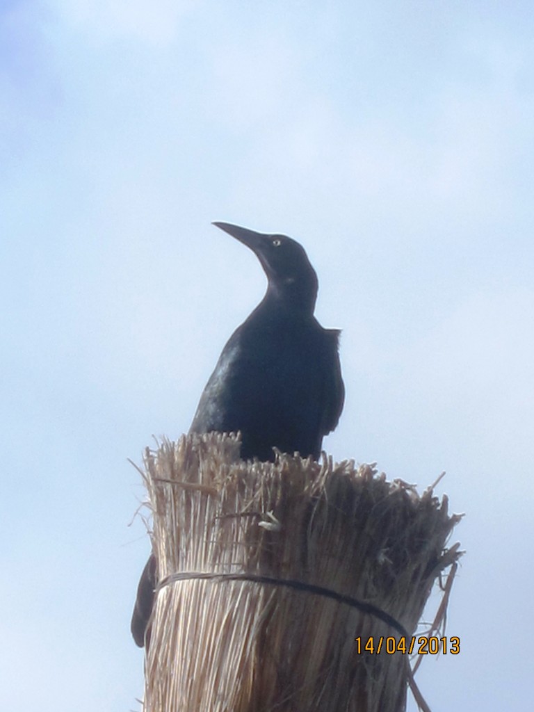 Foto: Tulum - Riviera Maya (Quintana Roo), México