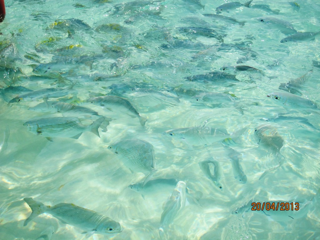 Foto: Tulum - Riviera Maya (Quintana Roo), México