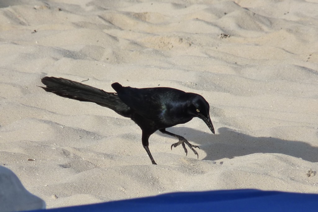 Foto: Tulum - Riviera Maya (Quintana Roo), México