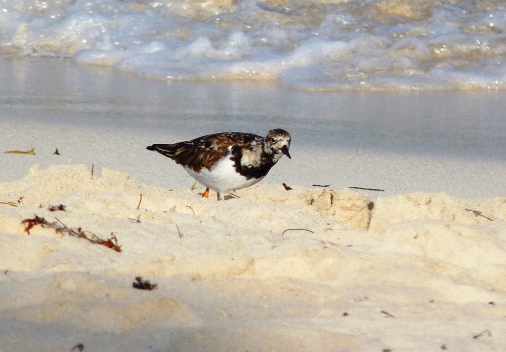 Foto: Tulum - Riviera Maya (Quintana Roo), México
