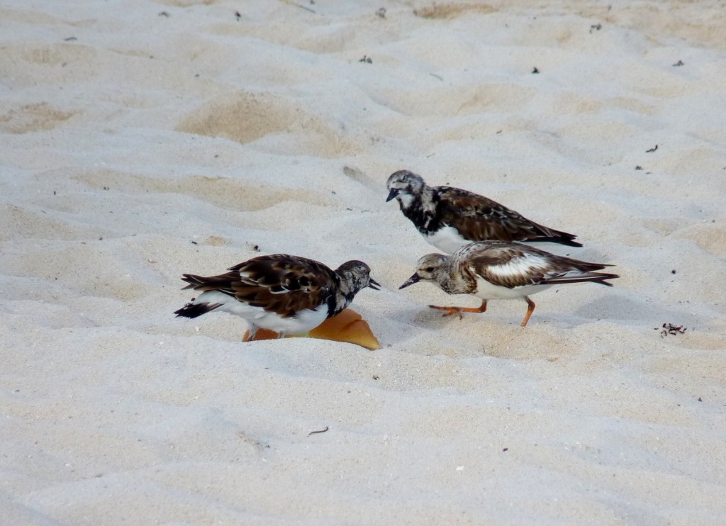 Foto: Tulum - Riviera Maya (Quintana Roo), México