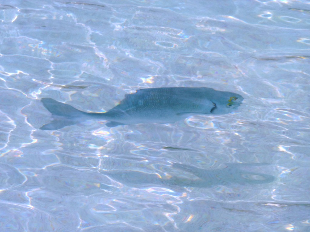 Foto: Tulum - Riviera Maya (Quintana Roo), México