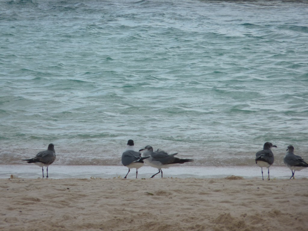 Foto: Tulum - Riviera Maya (Quintana Roo), México