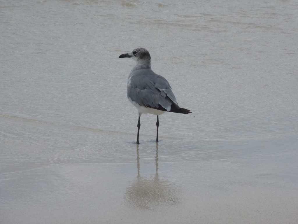 Foto: Tulum - Riviera Maya (Quintana Roo), México