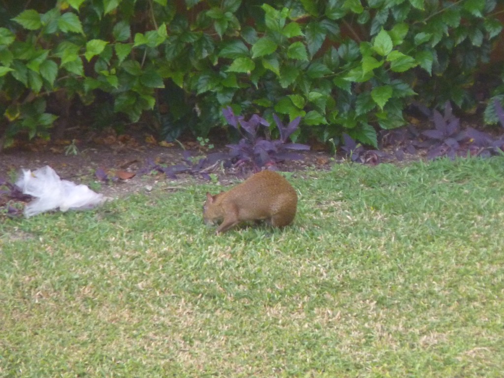 Foto: Tulum - Riviera Maya (Quintana Roo), México