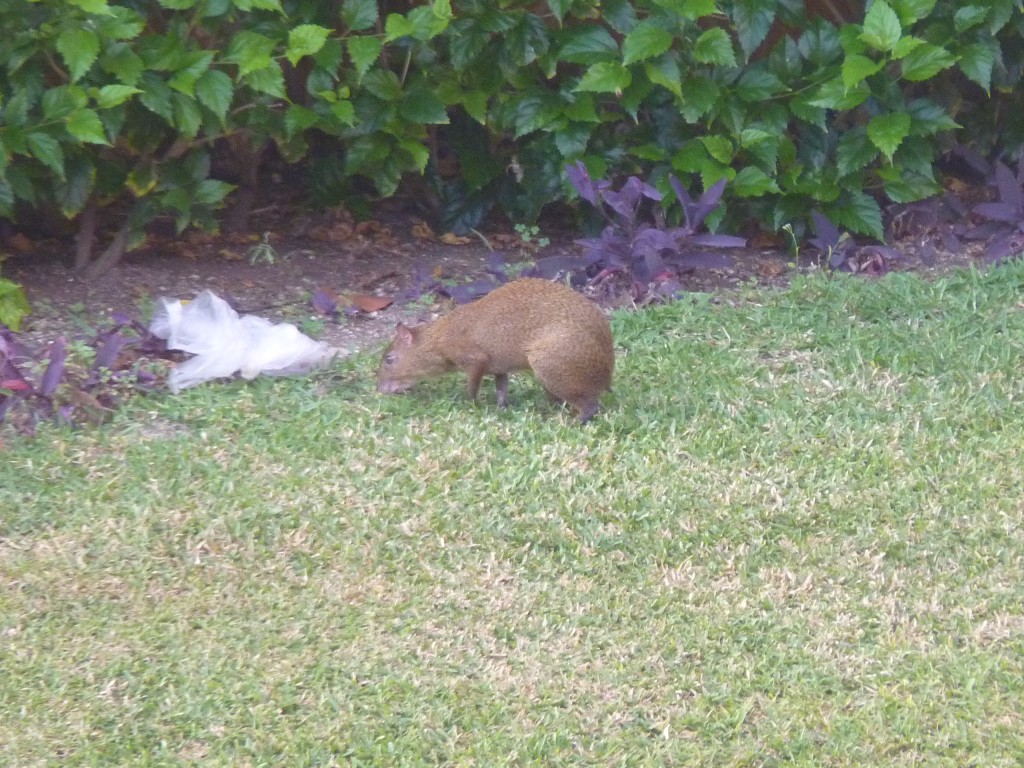 Foto: Tulum - Riviera Maya (Quintana Roo), México